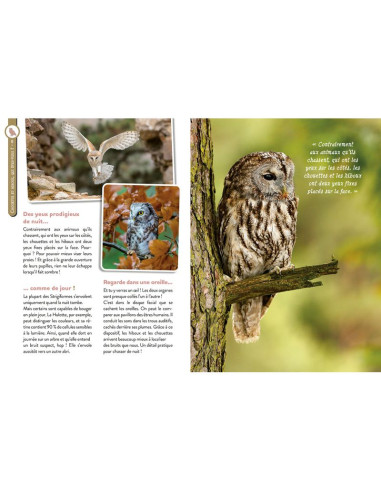 hiboux et chouettes pour les petits curieux