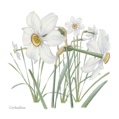 CARTES POSTALES - FLORS DE CEVENAS - JULIEN NORWOOD