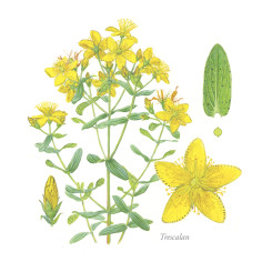 CARTES POSTALES - FLORS DE CEVENAS - JULIEN NORWOOD 2