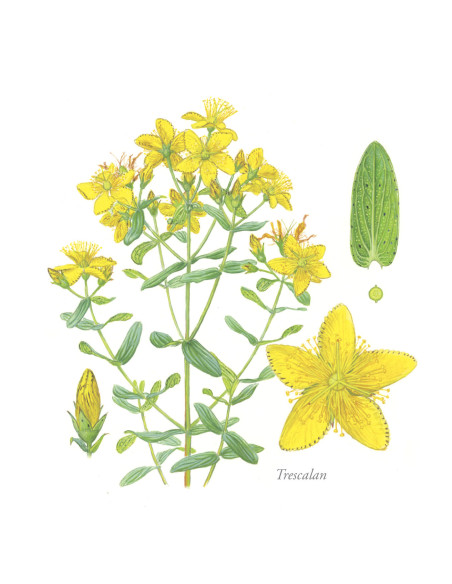 CARTES POSTALES - FLORS DE CEVENAS - JULIEN NORWOOD