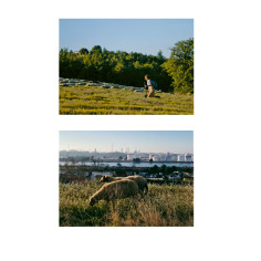 élevage de moutons et brebis 2