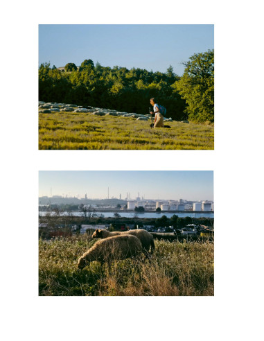 élevage de moutons et brebis