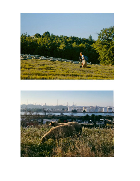 élevage de moutons et brebis