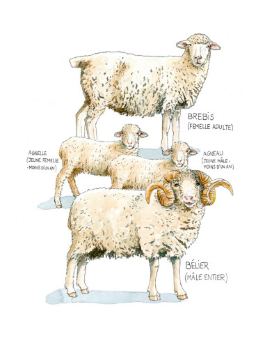 élevage de moutons et brebis