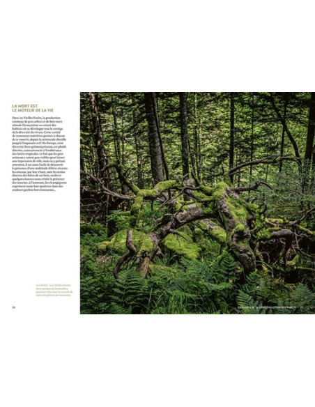 forêts anciennes d'occitanie
