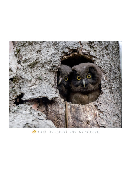 POSTERS PARC NATIONAL DES CÉVENNES